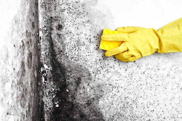 Best Mold Remediation  in North Wilkesboro, NC