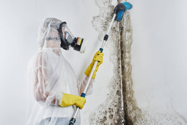 Best Affordable Mold Removal  in North Wilkesboro, NC