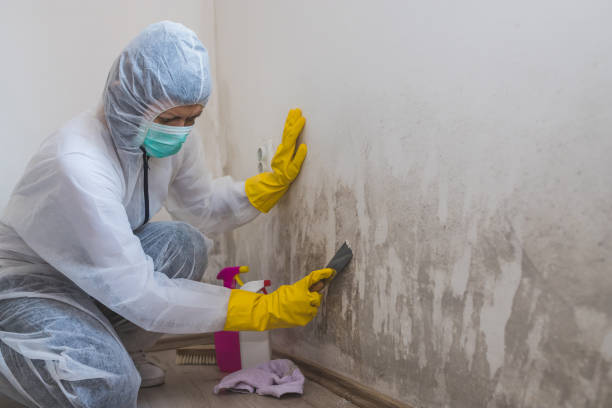 Best Certified Mold Removal  in North Wilkesboro, NC