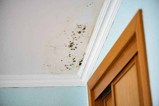 Best Mold Remediation Experts  in North Wilkesboro, NC