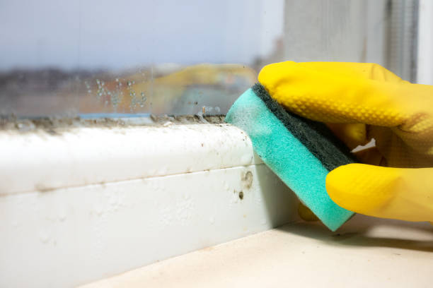 Best Mold Removal Near Me  in North Wilkesboro, NC