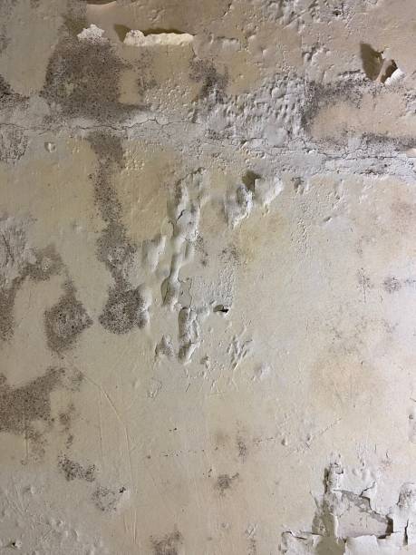 Trusted North Wilkesboro, NC Mold Removal Experts