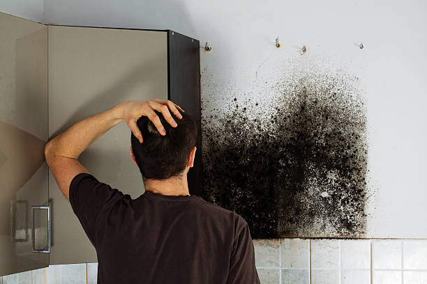 Best Commercial Mold Removal  in North Wilkesboro, NC