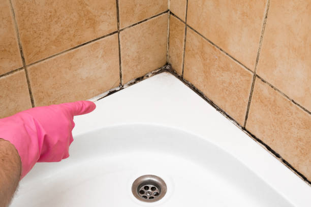 Best Black Mold Removal  in North Wilkesboro, NC